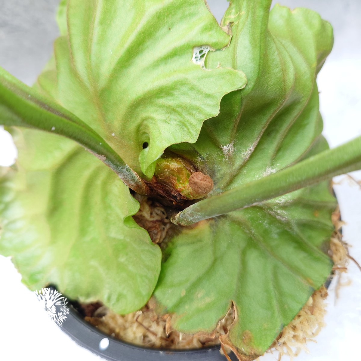 ビカクシダ リドレイ Platycerium Ridleyi コウモリラン ビカクシダ