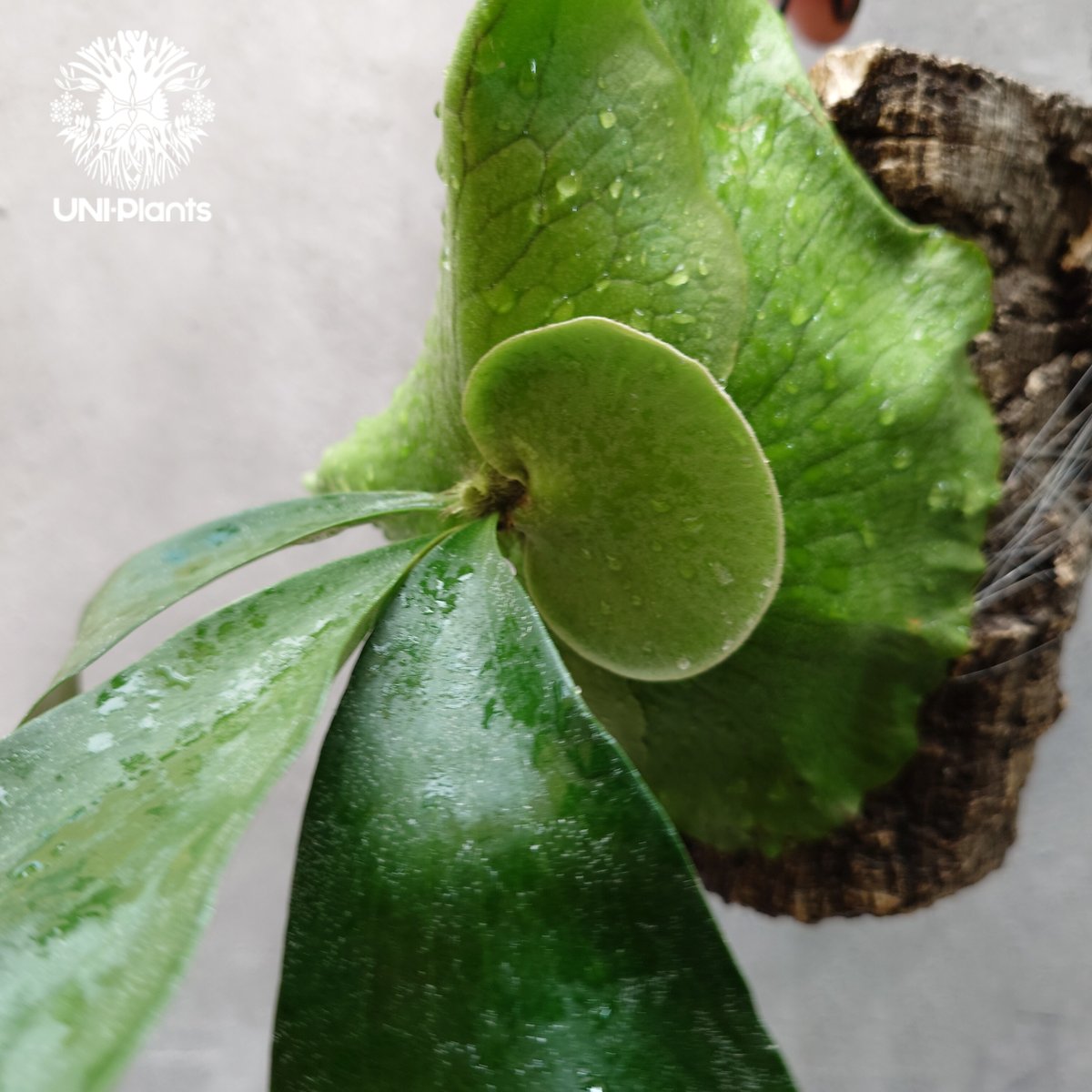 ビカクシダ アルテミス Platycerium Artemis (Alcicorne x Qu