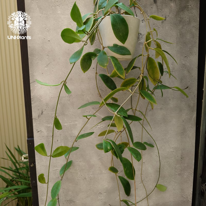 希少! Hoya mindorensis red star ホヤ ミンドレンシス レッドスター