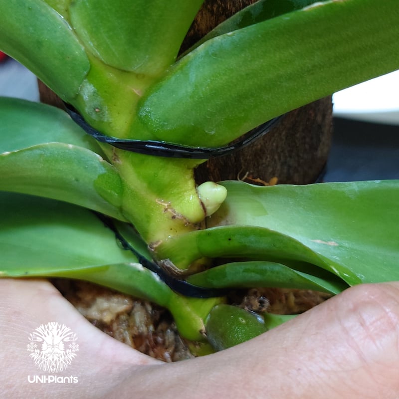 リンコスティリス Rhynchostylis hybrid Kom 着生植物 珍しい 着生蘭