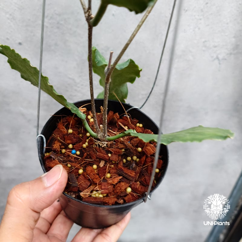 タイ直輸入・希少】Hoya versteegii｜珍品・着生植物・つる性植物