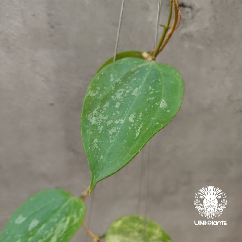 レア　ホヤ　Hoya latifolia ' Queen'サクララン Hoya latifolia Snow Queen（M） ホヤ ラティフォリア スノー