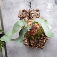 Platycerium willinckii wild East Java (pup) ビカク