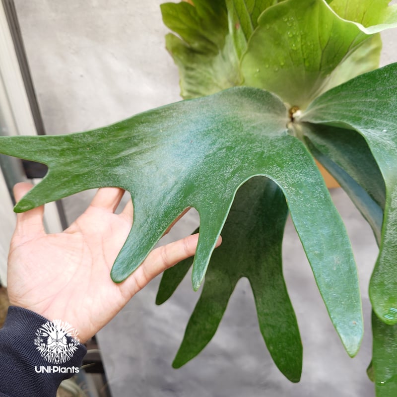 ヒリー パナマ ビカクシダ L 美品 ビカクシダ ヒリー パナマ