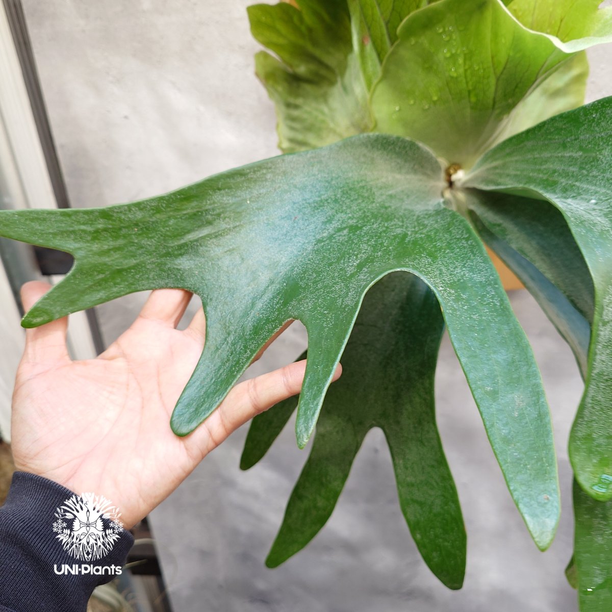 P.hillii Panama【ビカクシダ　ヒリー　パナマ】 ビカクシダ ヒリー パナマ Platycerium hillii Panama ビカクシダヒリ