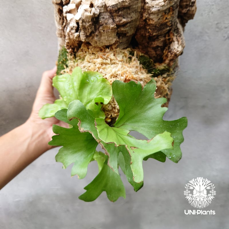 ビカクシダ リドレイ ワイドフォーム Platycerium ridleyi wide