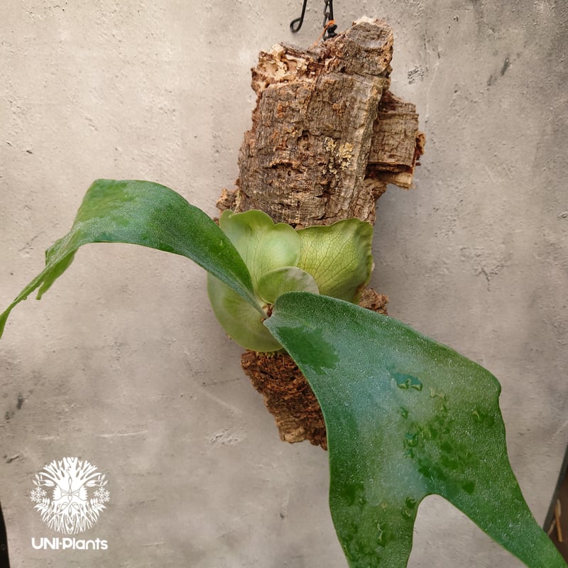 ビカクシダ ヒリー Platycerium hillii コウモリラン ビカクシダ原種