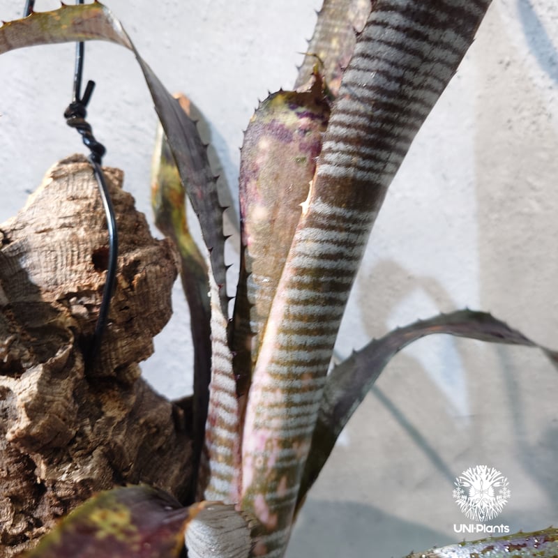 国内繁殖株・一点物】 Billbergia 'Pipeline' ｜ビルベルギア