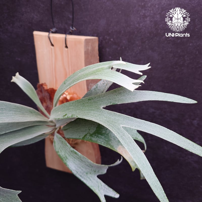 Platycerium White Wing sporeling (P.veitchii x