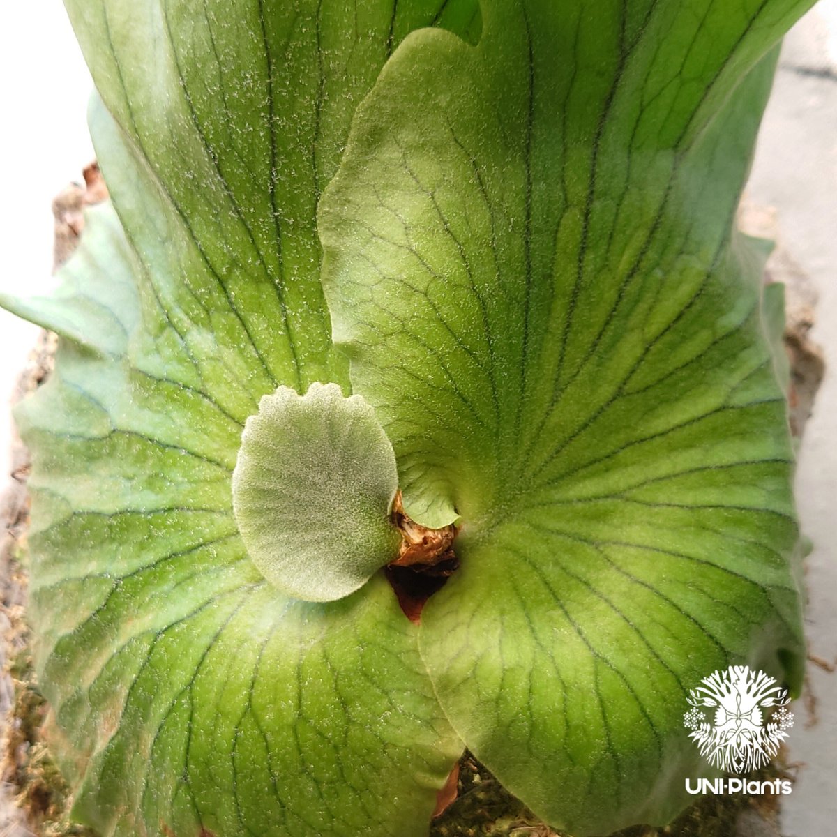 Platycerium coronarium ビカクシダ コロナリウム コウモリラン
