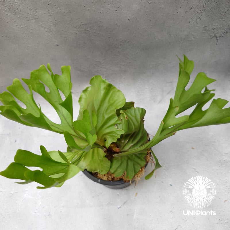 ビカクシダ リドレイ Platycerium Ridleyi コウモリラン ビカクシダ