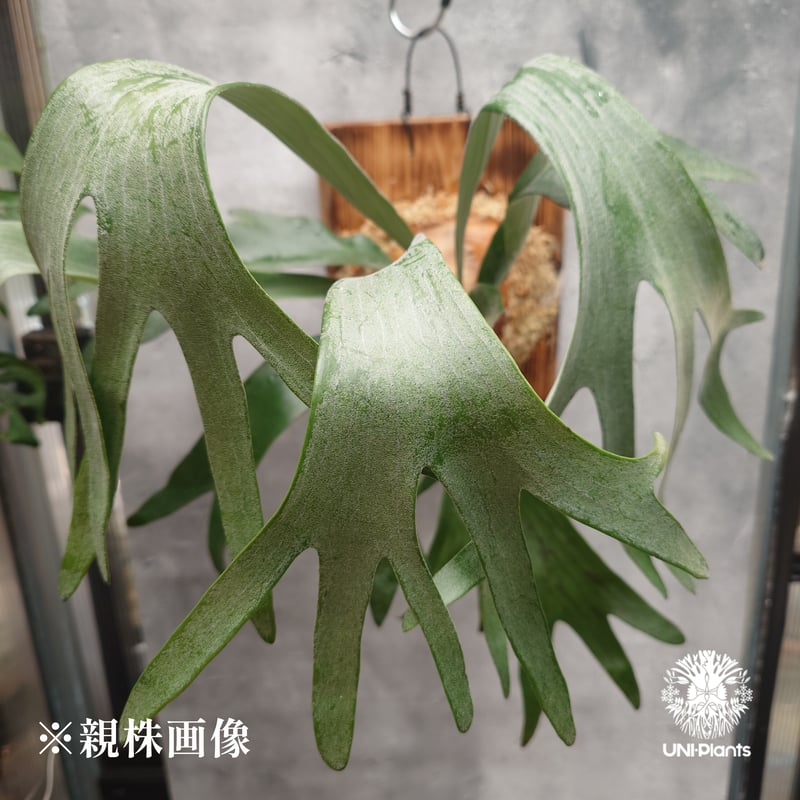 国内繁殖株・一点物】Platycerium sp.｜希少株｜(P.bifurcatum cv
