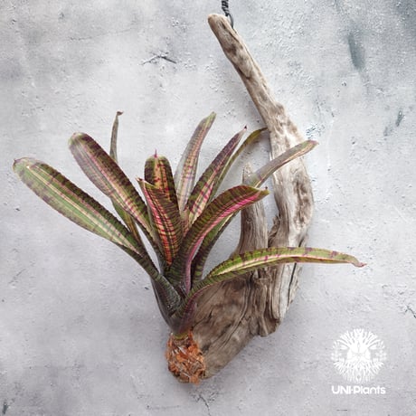 Neoregelia Hot Ember ネオレゲリア ホットエンバー Neoregelia ネオレゲリア着生アレンジ ブロメリア Bromeliad ブロメリア科ネオレゲリア属
