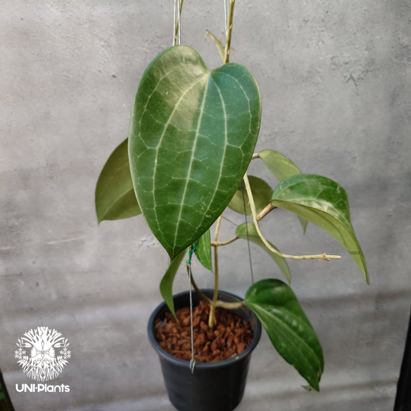 Hoya Latiforia wild ホヤ ラティフォリア ワイルド株 大ぶり!! ホヤ 植