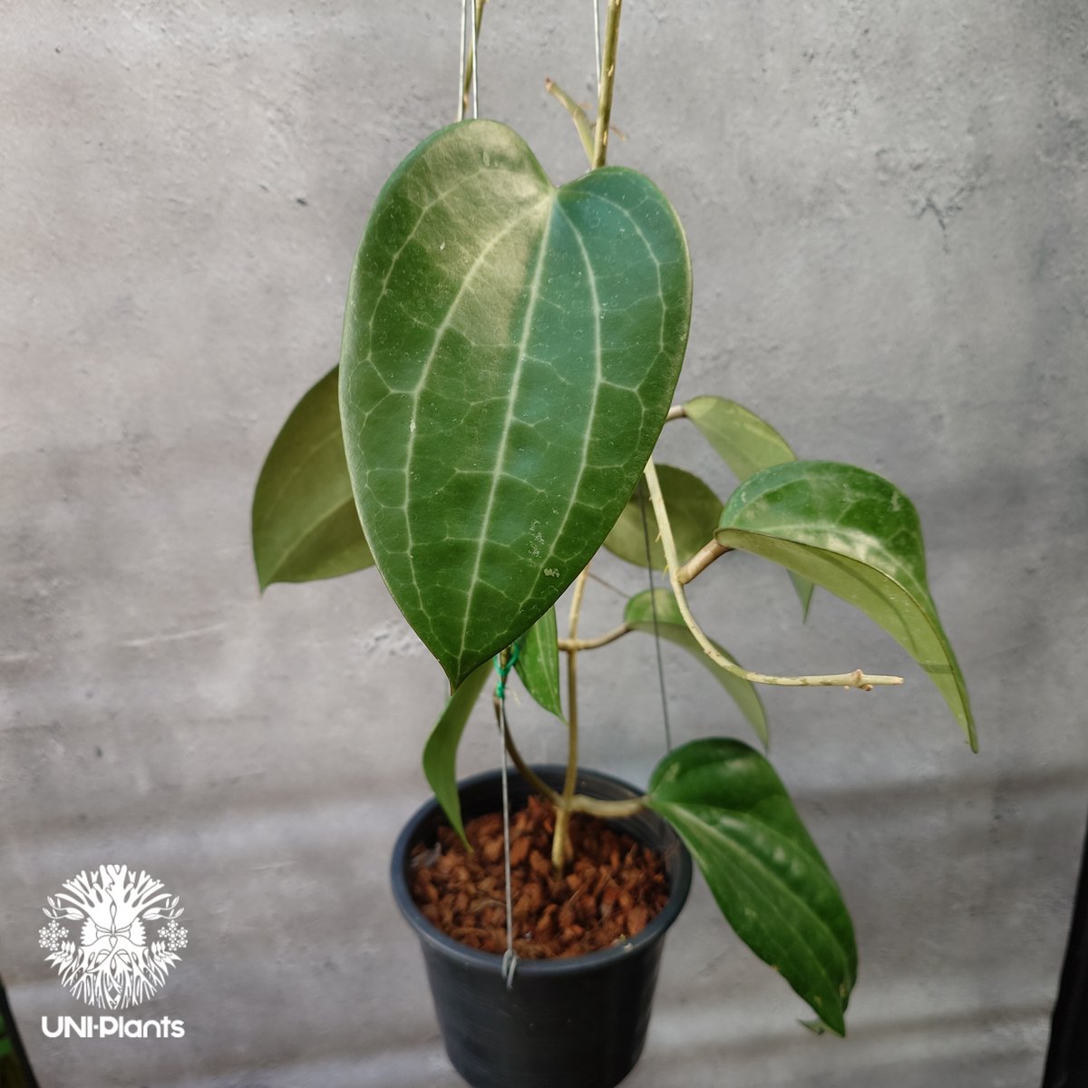 Hoya Latiforia wild ホヤ ラティフォリア ワイルド株 大ぶり!! ホヤ 植