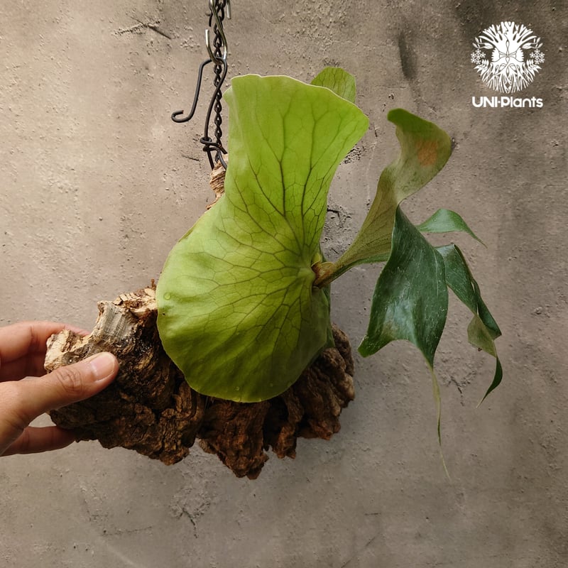 ビカクシダ ステマリア Platycerium stemaria コウモリラン