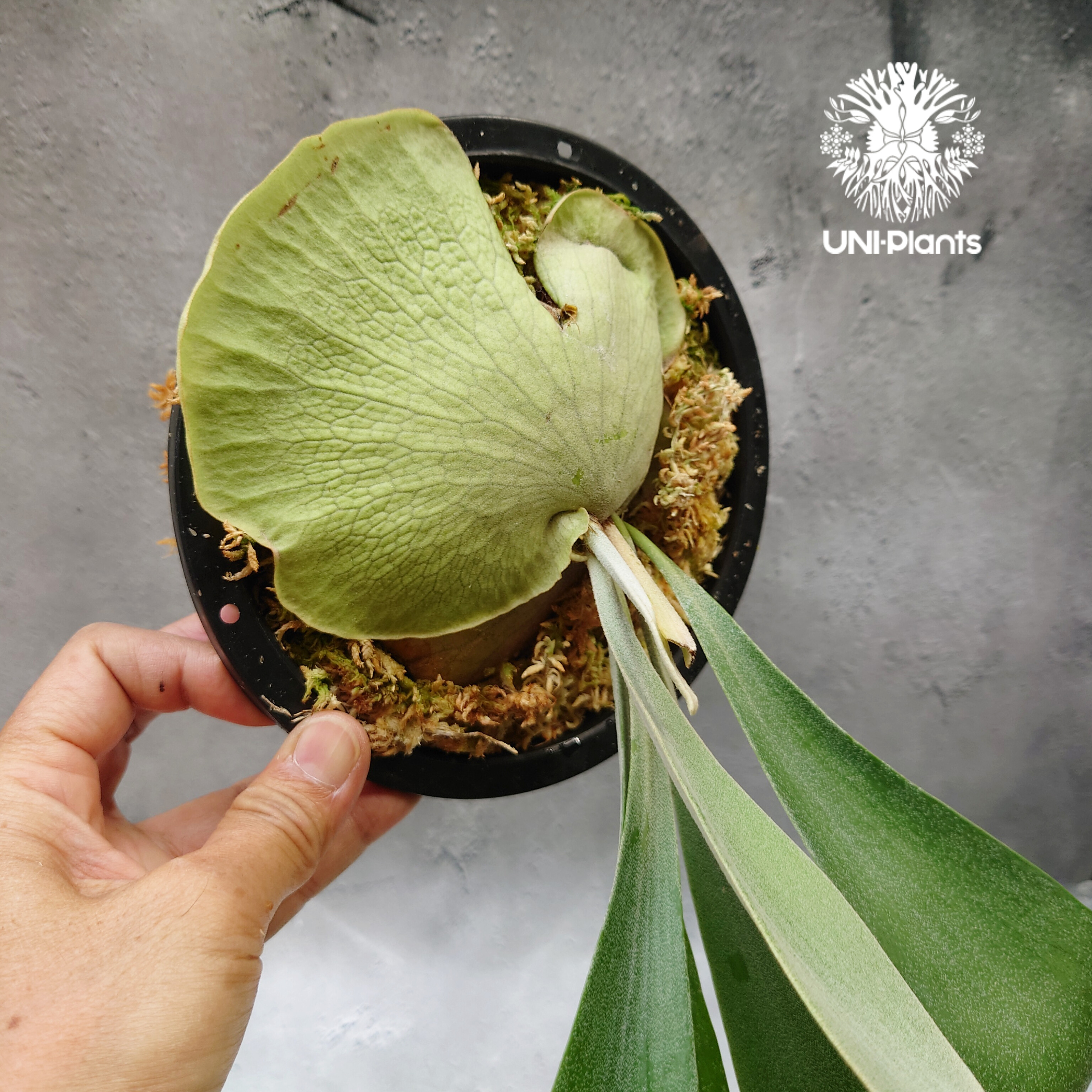 Platycerium Hanabi ビカクシダ コウモリラン platycerium sta