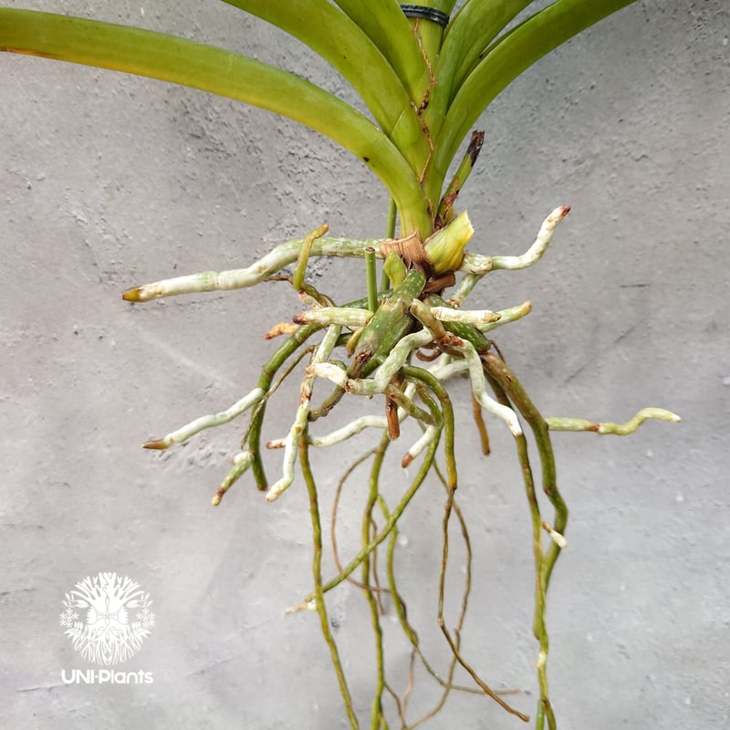 V. Edward Dawn　Vanda　ヴァンダ　バンダ　大株　洋ランらん V. Edward DawnVandaヴァンダバンダ大株洋ランらん