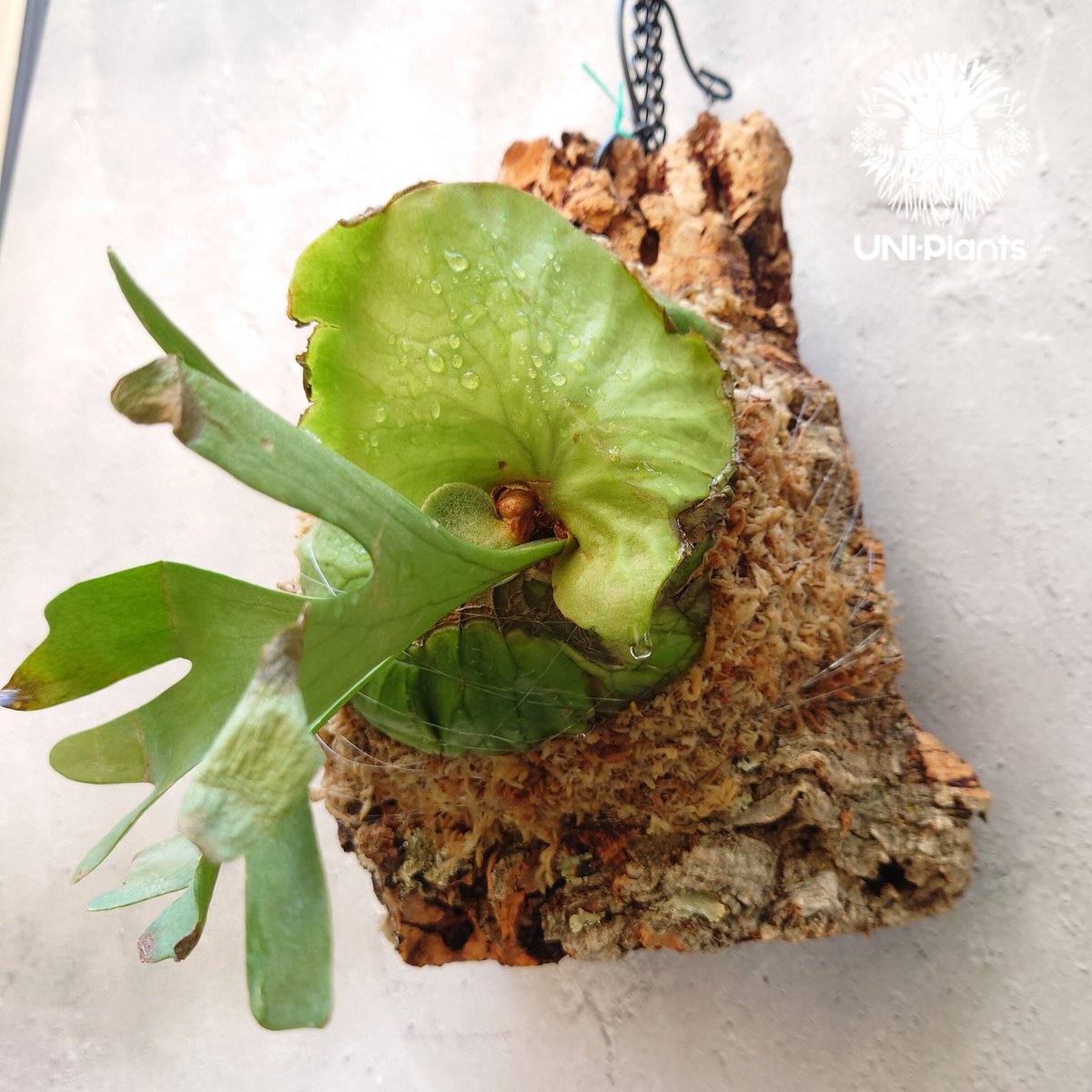 ビカクシダ リドレイ Platycerium ridleyi コウモリラン ビカクシダ リドレイ Platycerium ridleyi コウモリラン