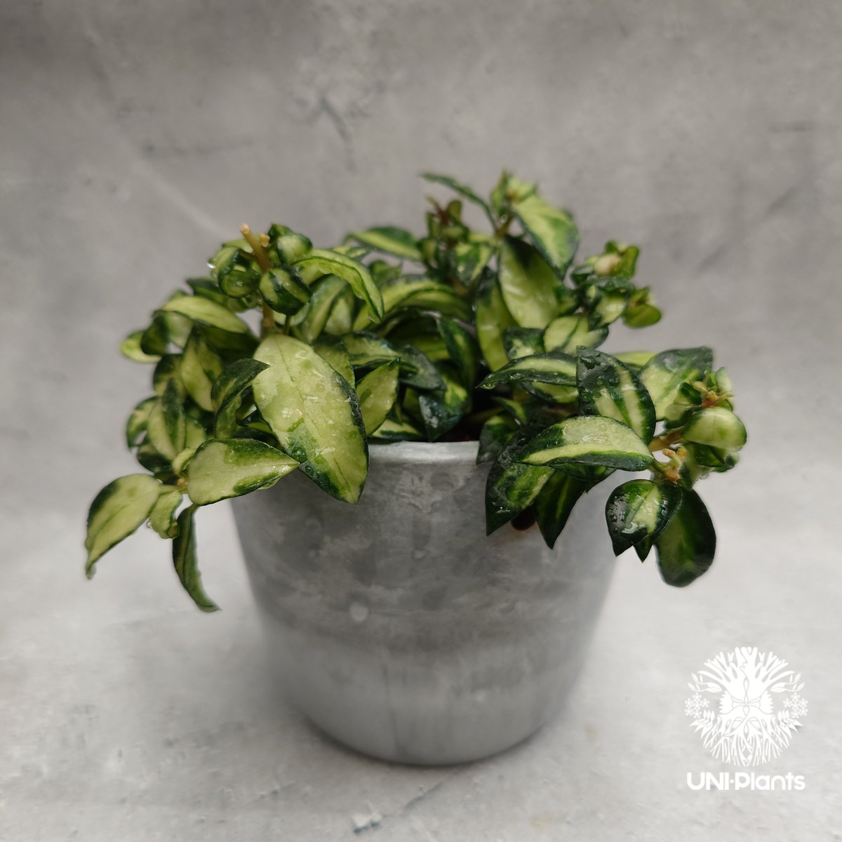 Hoya Lacunosa Bruno ホヤ ラクノーサ ブルーノ 斑入り ホヤ植物 ホヤ