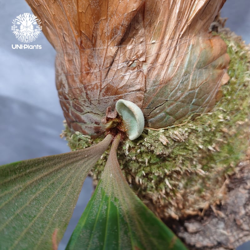 ビカクシダ　エレマリア Platycerium elemaria (P. elephantotis x P. andi