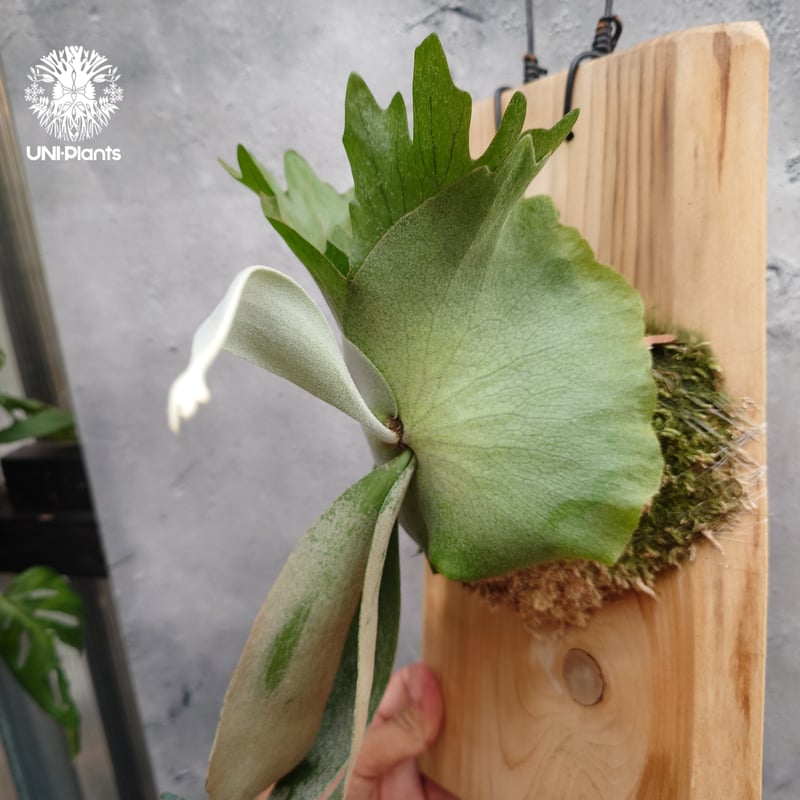 Platycerium willinckii 'W.A.Manda ビカクシダ ウィリンキー