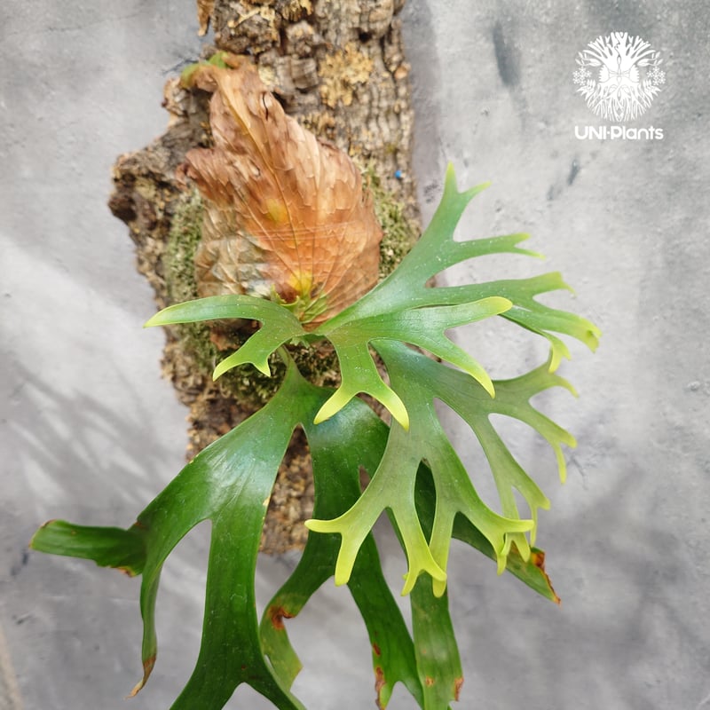 Platycerium coronarium ビカクシダ コロナリウム ビカクシダ