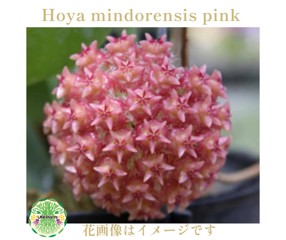 0222* ホヤ * hoya * pachyclada * ピンクコロナ 0222* ホヤ * hoya * pachyclada * ピンクコロナ