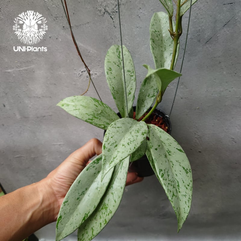 Hoya Pubicalyx silver ghost 希少 ホヤ プビカリクス シルバーゴー