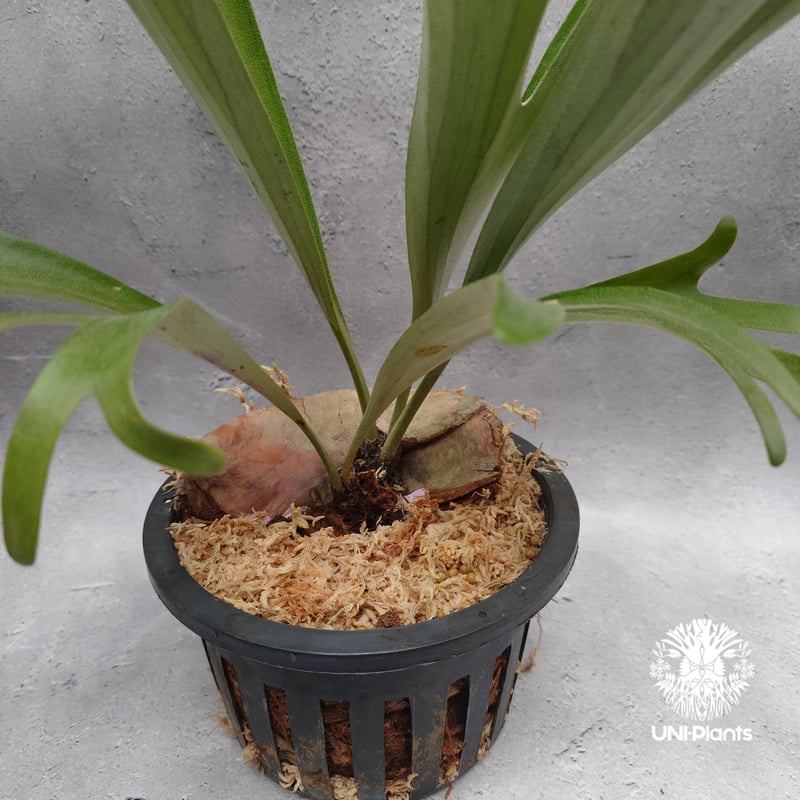 Platycerium alcicorne var.Madagascar ビカクシダ アルシコ