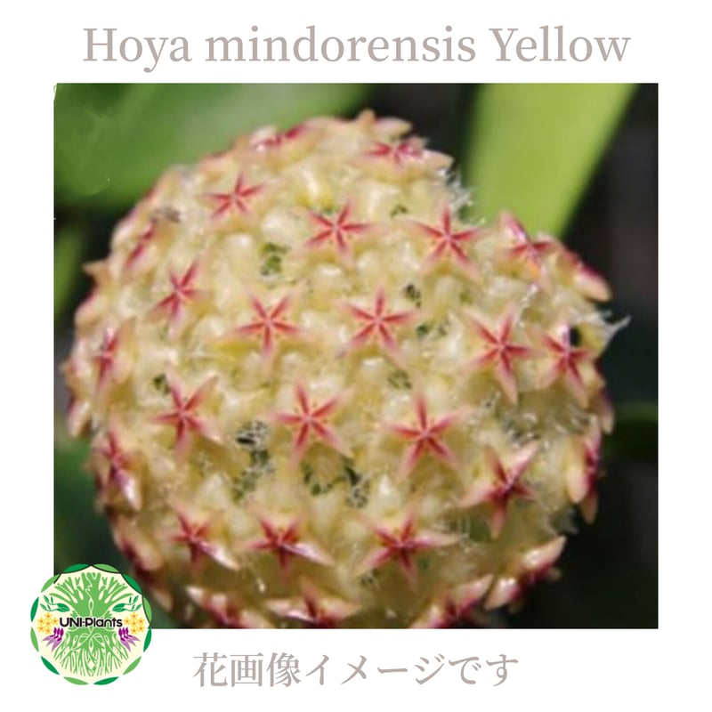 ホヤ　ミンドレンシス Hoya mindorensis lite yellow ホヤ ミンドレンシス ライト