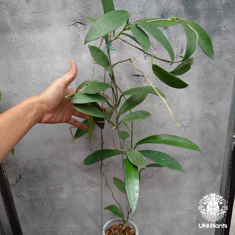 希少! Hoya pubicalyx 'black dragon' ホヤ植物 ホヤの花 ホヤプ
