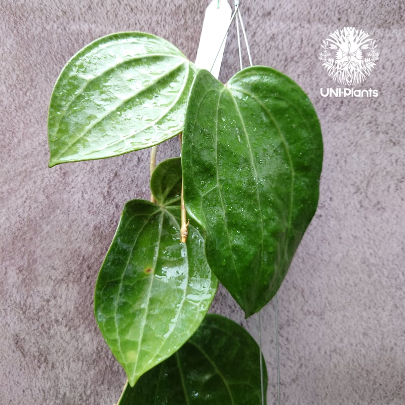 Hoya Latiforia ホヤ ラティフォリア 大ぶり!! ホヤ 植物 ホヤの花 観葉