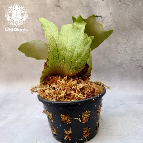 Platycerium willinckii white angel ビカクシダ ウィリンキー ホワイトエンジェル ビカクシダ コウモリラン