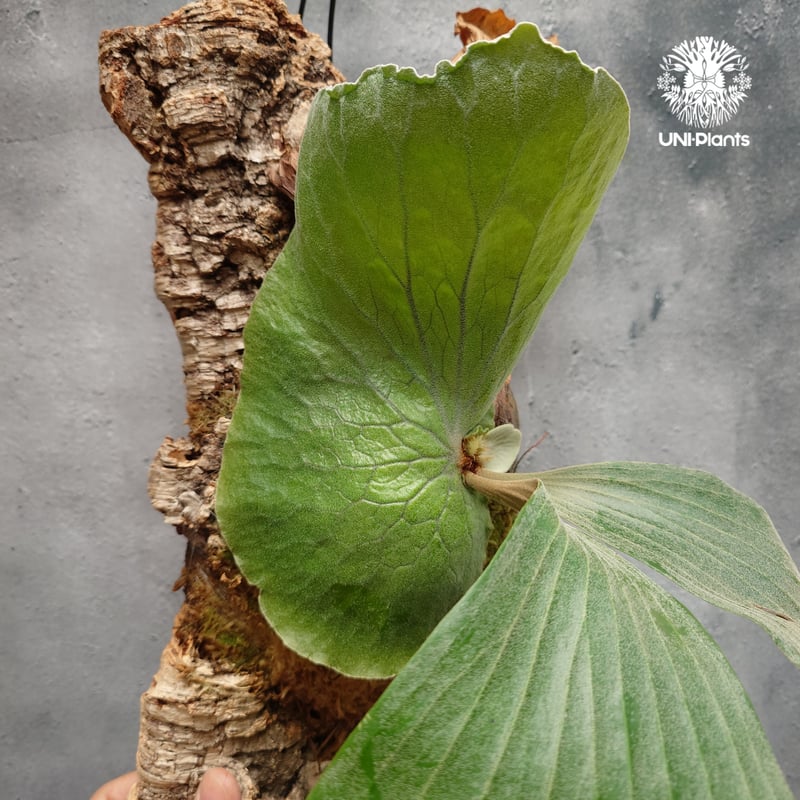 Platycerium elemaria (P. elephantotis x P. andi