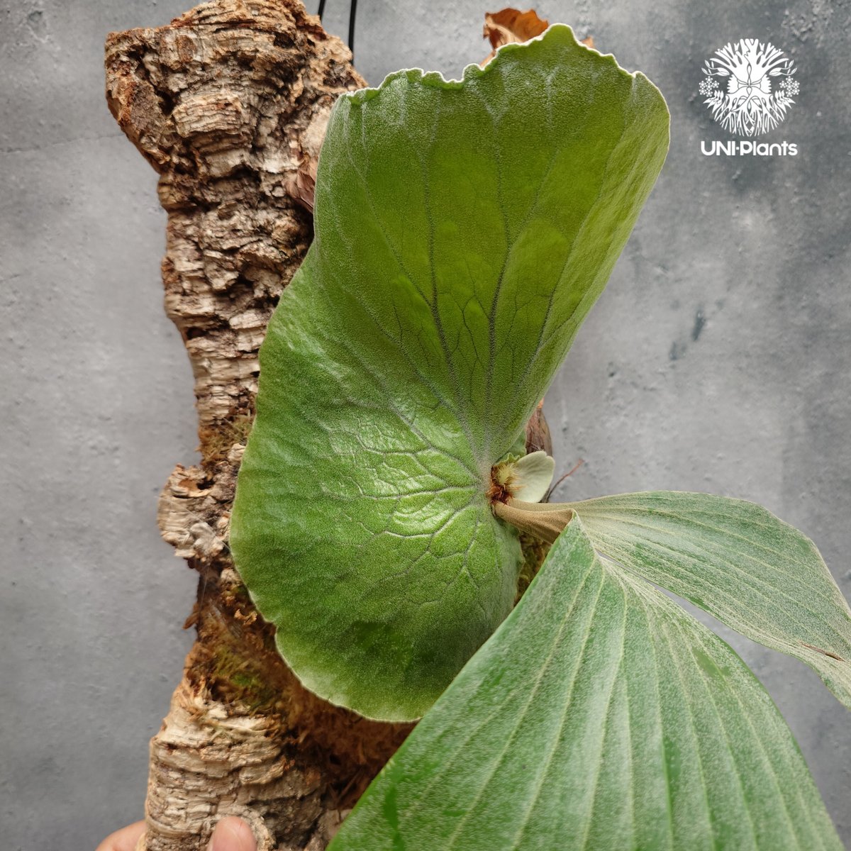 Platycerium elemaria (P. elephantotis x P. andi