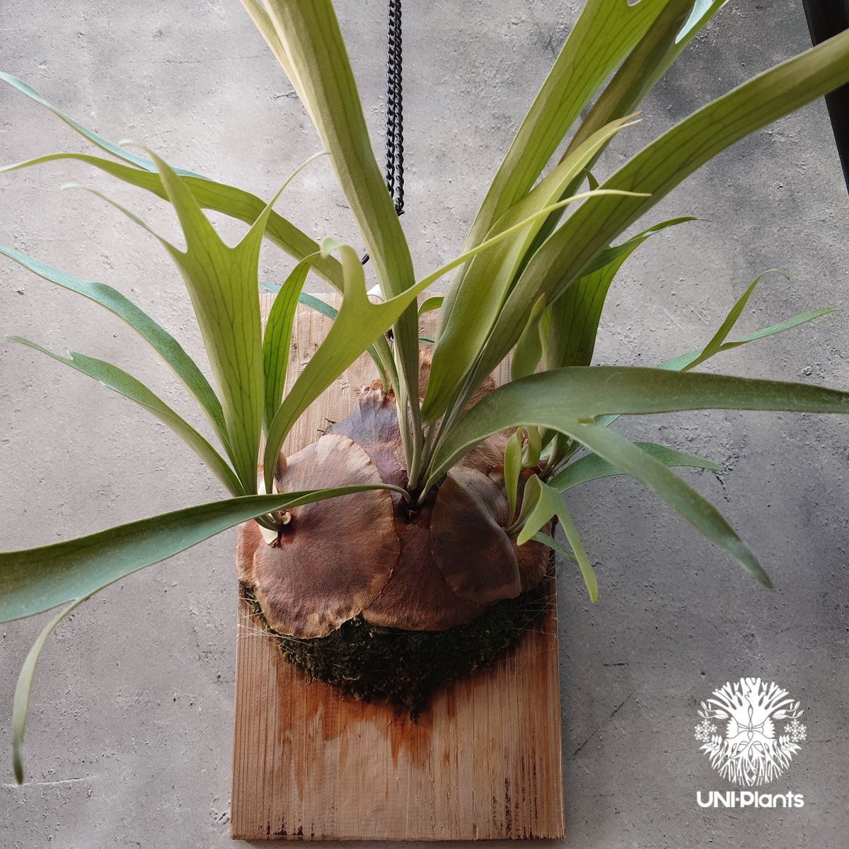 Platycerium sp.(pup) ビカクシダ 品種不明 コウモリラン Platycerium sp.(pup) ビカクシダ 品種不明 コウモリラン