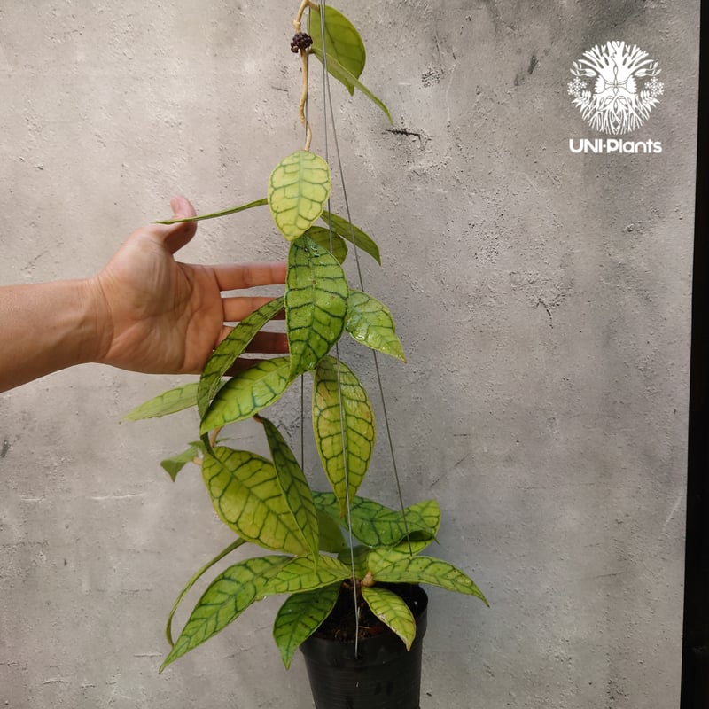 ホヤ カリストフィラ Hoya callistophylla 開花間近! ホヤ植物 ホヤの