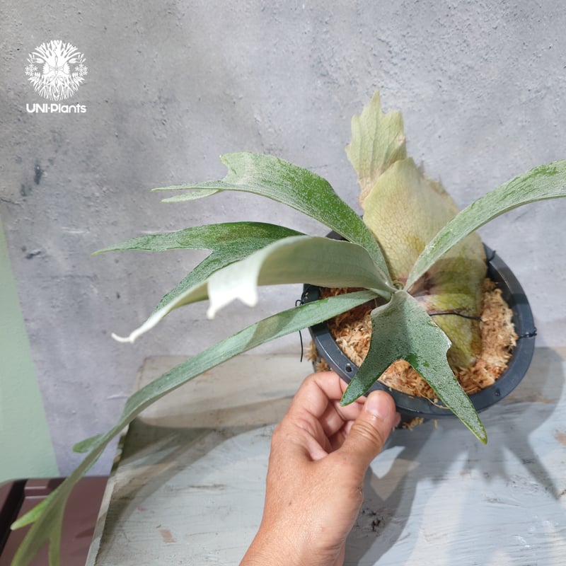 国内繁殖株・一点物】Platycerium bifurcatum 'white' ｜ビカ