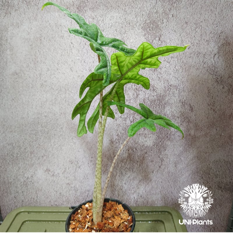 Alocasia jacklyn アロカシア ジャクリン アロカシアジャックリン 観葉