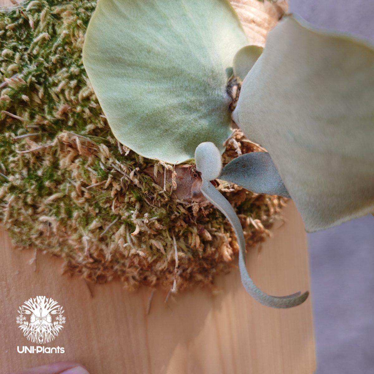 ビカクシダ ウィリンキーcv.インドネシア Platycerium willinckii cv