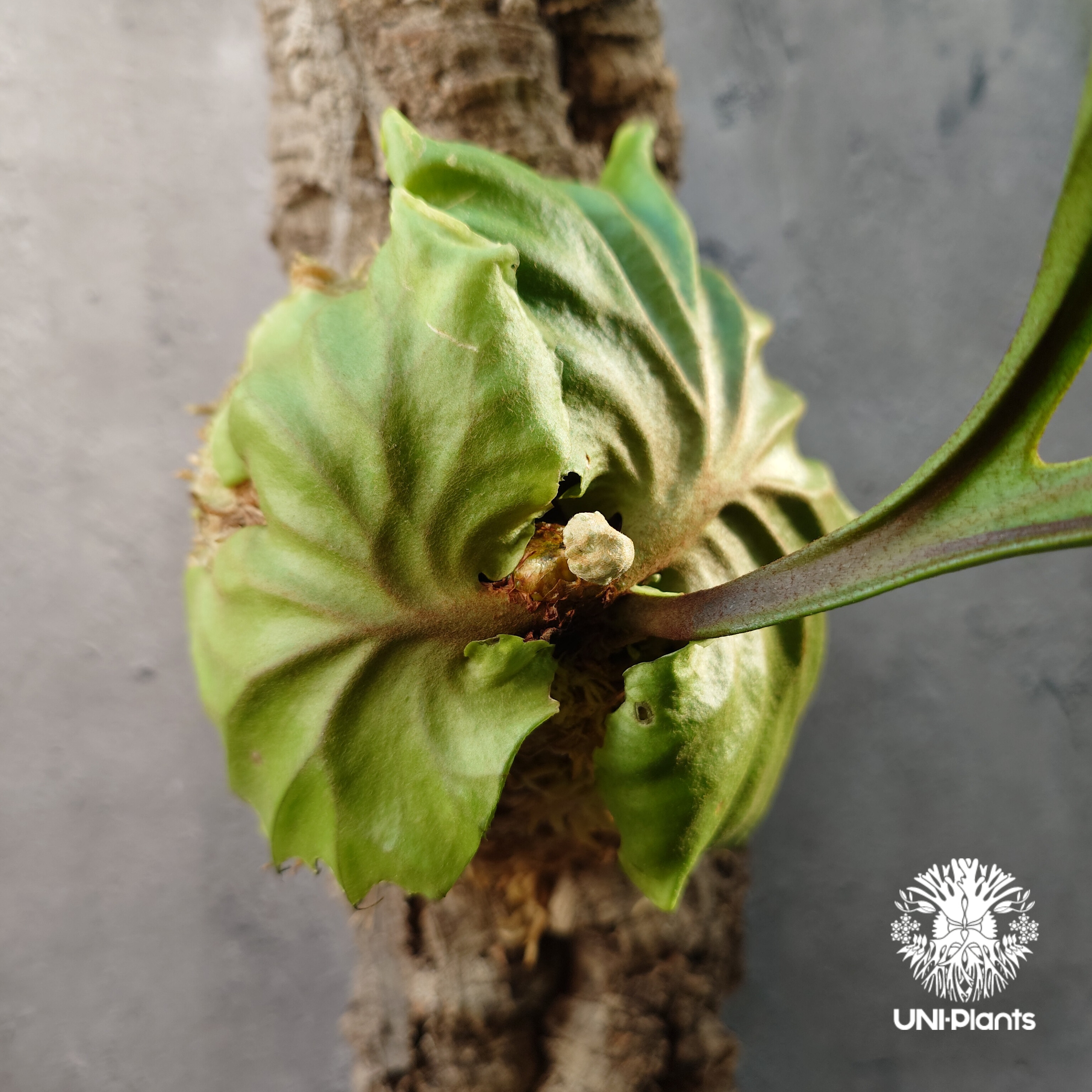 ビカクシダ リドレイ コルクチューブ着生 Platycerium Ridleyi