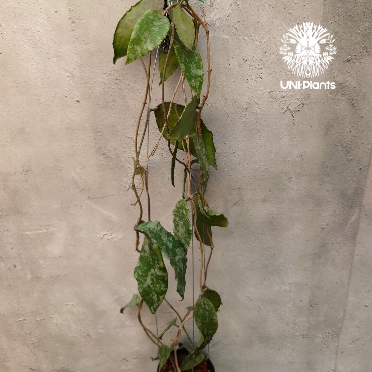Hoya Caudata gold ホヤ カウダータ ゴールド ホヤ植物 植物 珍奇