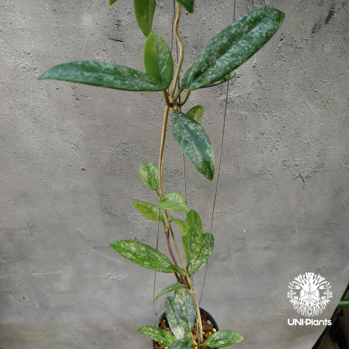 Hoya carnosa Wilbur Graves China ホヤ カルノサ ウィバー グ