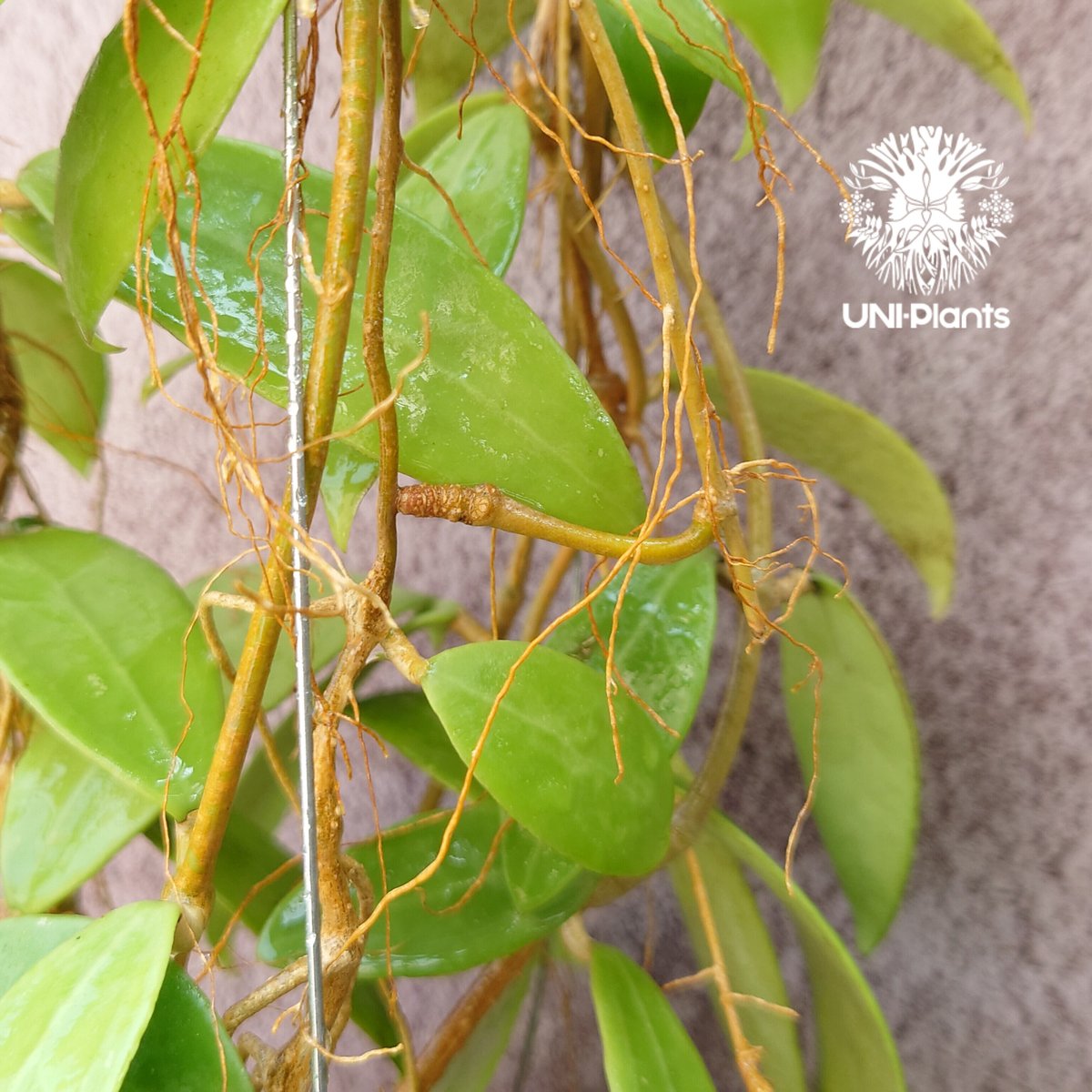 Hoya patera pink②花座付き。 Chelsea Wax Plant: Hoya Carnosa - 4