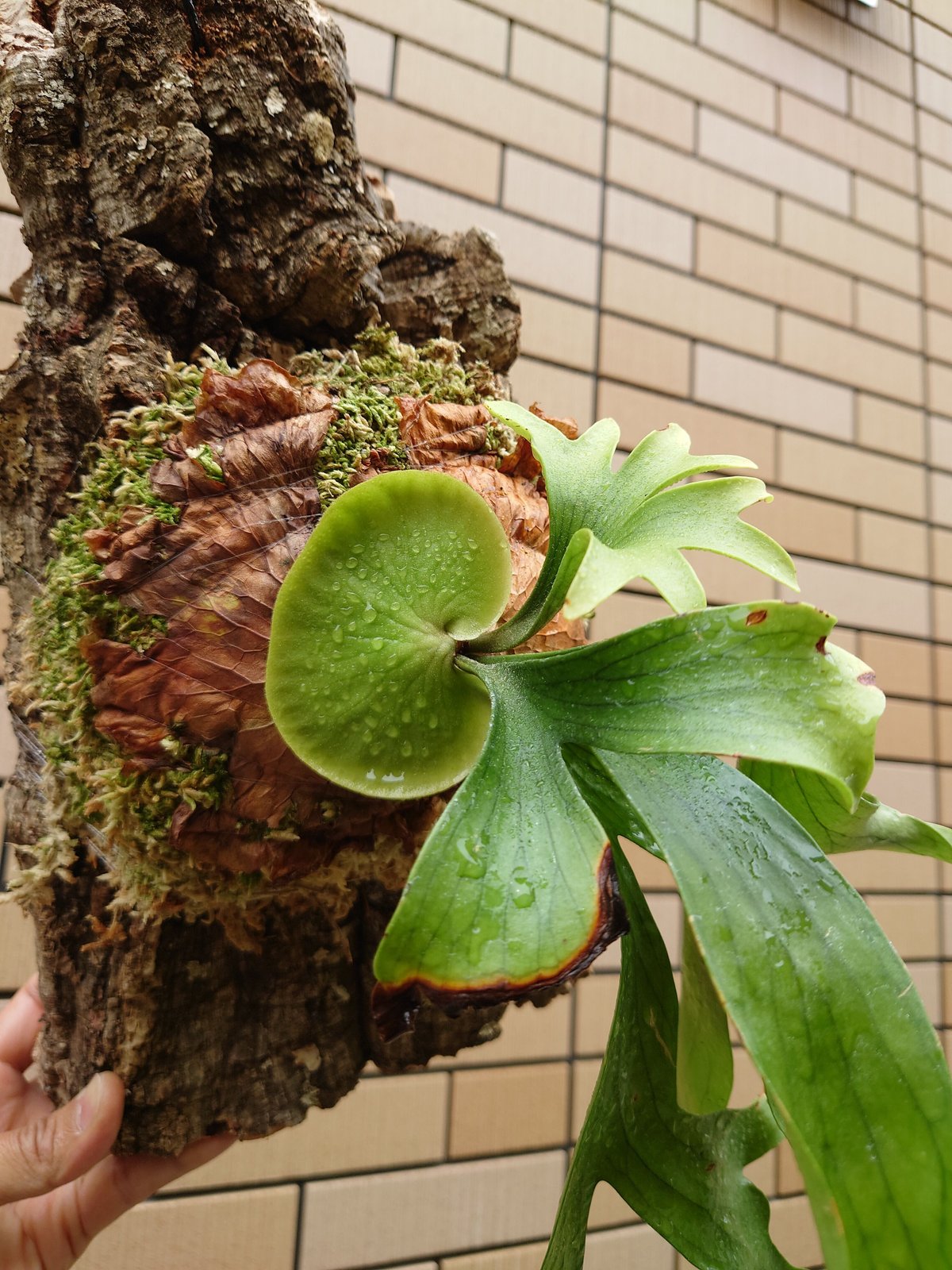 ビカクシダ コロナリウム Platycerium coronarium⑮ Platycerium coronarium ビカクシダ コロナリウム ビカクシダ