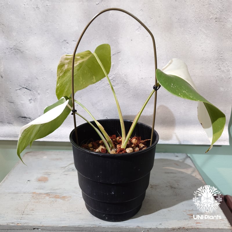 国内繁殖株・一点物】Monstera borsigiana 'Albo'｜モンステラ・ボル