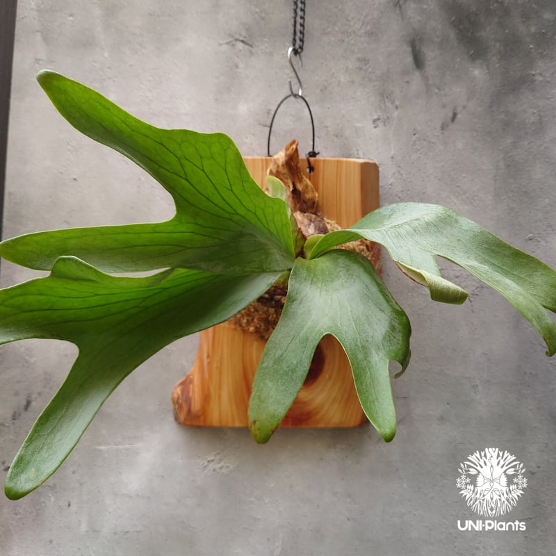 Platycerium silver salmon (P. hillii × P. willi