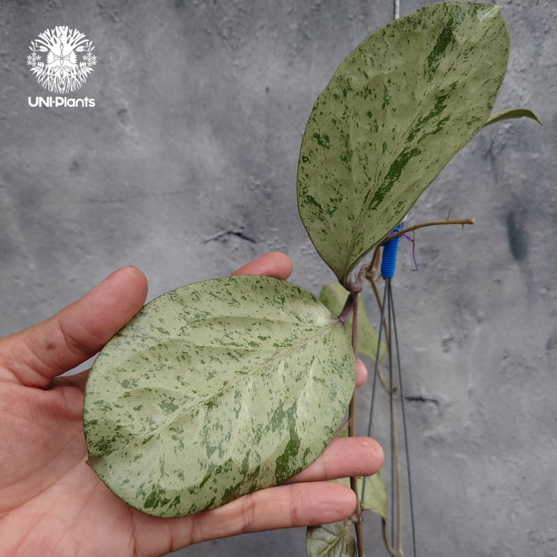 Hoya michelle silver ホヤ植物 ホヤの花 Hoya plants 希少 レ