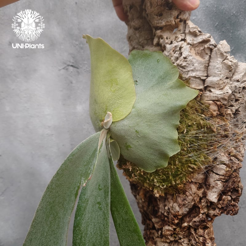 ビカクシダ ウィリンキーcv.インドネシア Platycerium willinckii cv